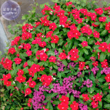 BELLFARM Red Periwinkle Catharanthus roseus Perennial Herb Flowers Seeds, 20 Seeds, original pack, full seasons blooms A294