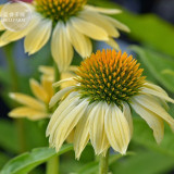 BELLFARM Sandy Yellow Echinacea Purpurea Coneflower Seeds, 200 seed, professional pack, perennial home garden fragrant flowers