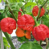 Trinidad Moruga Scorpion Red Green Chili Pepper Vegetables, 10 seeds, the world's 2nd hottest chilli pepper E3881