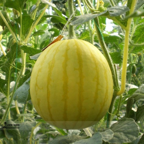 Yellow Skin Yellow Inside Sweet Round Watermelon 'Wu Feng' Organic Seeds, 1 Professional Pack, 20 Seeds / Pack, Juicy 12% Sugar