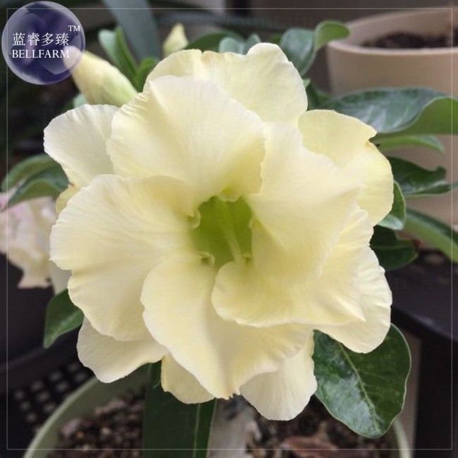 Imported 'nobleness lady' Adenium Desert Rose Seeds, professional pack, 2 Seeds, 3-layer green yellow petals TS342T