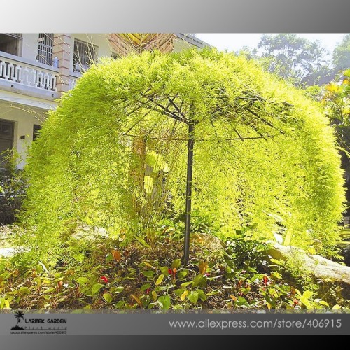 Rare Tianshan Umbrella Bamboo Perennial Evergreen Plants 10 Seeds