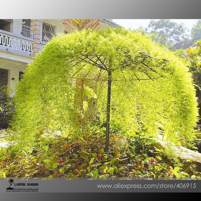 Rare Tianshan Umbrella Bamboo Perennial Evergreen Plants 10 Seeds