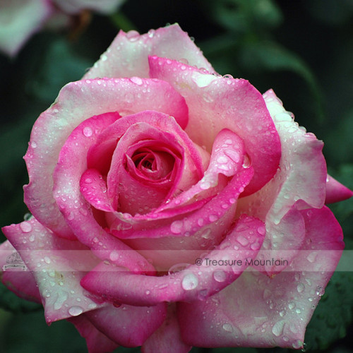 1 Professional Pack, 50 seeds / pack, Red Pink Rose Flowers Seed #NF416