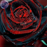 BELLFARM Rose Black Dark Red Blood White Red Blue Mixed Perennial Climbing Flower Seeds, 50 seeds, professional pack, 100% real