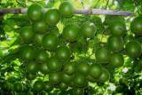 BELLFARM Siraitia grosvenorii Luo Han Guo Seeds, 10 Seeds, herbal monk fruit new fresh seeds BD068H