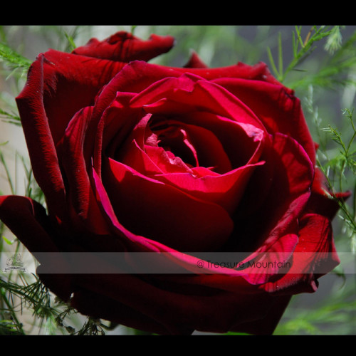 1 Professional Pack, 50 seeds / pack, Thin Leaves Blood Red Flowers Rare Heirloom Rose Flower Seed #NF419