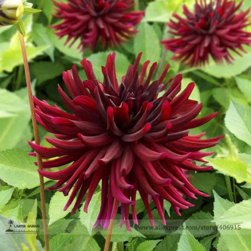 Heirloom 'Nuit d'Ete' Dark Red Dahlia Perennial Flower Seeds, Professional Pack, 20 Seeds / Pack, Bloom First Year, Long Bloomer