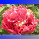 Heirloom 'Ni Hong Huan Cai' Red Golden Rare Peony Plant Flower Seeds, Professional Pack, 5 Seeds / Pack, Strong Fragrant Flower