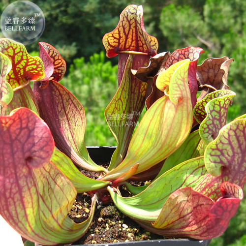 BELLFARM Sarracenia Purpurea Purple Pitcher Carnivorous Plant Seeds, 5 seeds, professional pack, 100% real succulent NF358