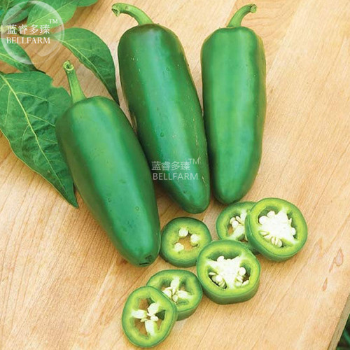 BELLFARM Chilli Green Jalapeno Chili Hot Pepper Seeds, 1000 seeds, professional pack, organic high yield capsicum vegetables