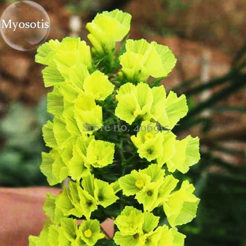 Yellow Perennial Sea Lavender Brilliant Enchanting Limonium, 30 Seeds, Perennial Statice Notch Leaf Sea Lavender E3872