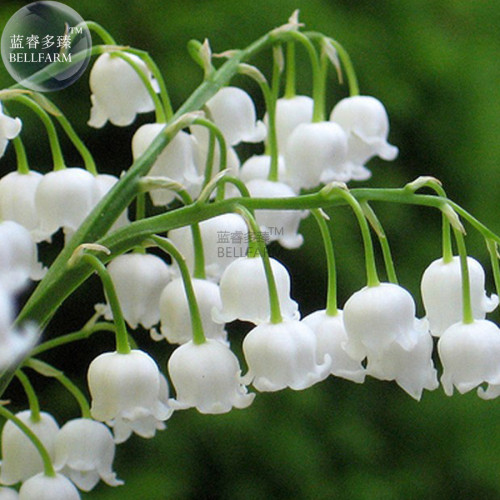 BELLFARM Heirloom White Lily of the Valley Convallaria majalis Perennial Flower Seeds, Professional Pack, 50 Seeds / Pack E3408
