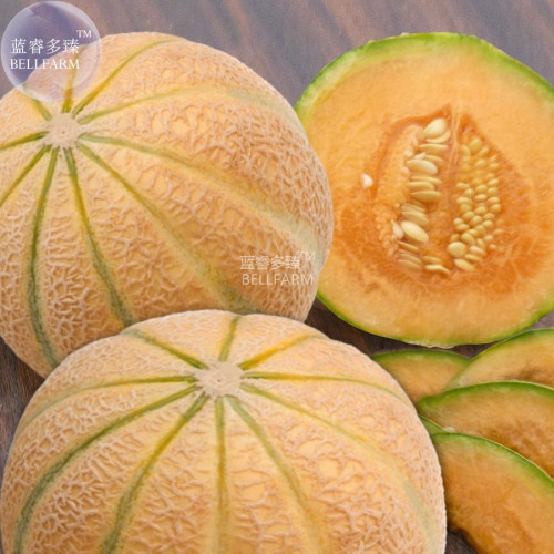 BELLFARM Malaga Sweet Melon Seeds, 10 Seeds, professional pack, vegetables fruits F1 hybrid seeds BD129H