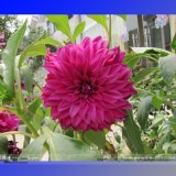 Heirloom Rare Different Types of Dahlia Flower Hybrid Seeds, Professional Pack, 50 Seeds / Pack, 100% True Varieties E3238