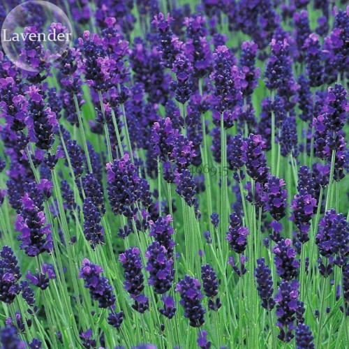 Hidcote Blue Provence Lavender, 20 seeds, fragrant cut flowers E3726