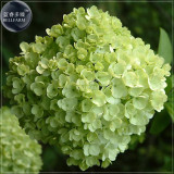 BELLFARM Green Hydrangea Flower Seeds, 20 seeds, professional pack, giant big blooms perennial shrubs garden plants BD170H