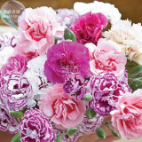 BELLFARM Dianthus Mixed Pinks Perennal Flower Seeds, 100 seeds, heirloom double petals for home garden bonsai plants BD165H