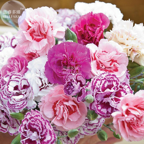 BELLFARM Dianthus Mixed Pinks Perennal Flower Seeds, 100 seeds, heirloom double petals for home garden bonsai plants BD165H