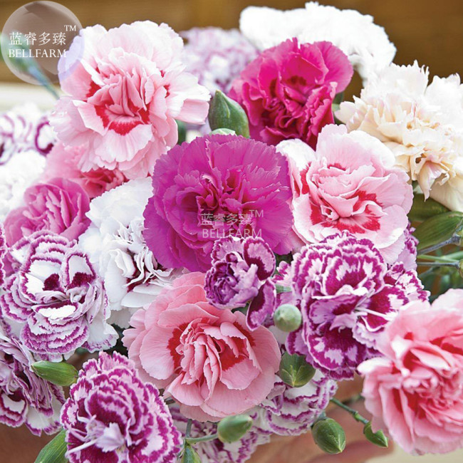 BELLFARM Dianthus Mixed Pinks Perennal Flower Seeds, 100 seeds, heirloom double petals for home garden bonsai plants BD165H