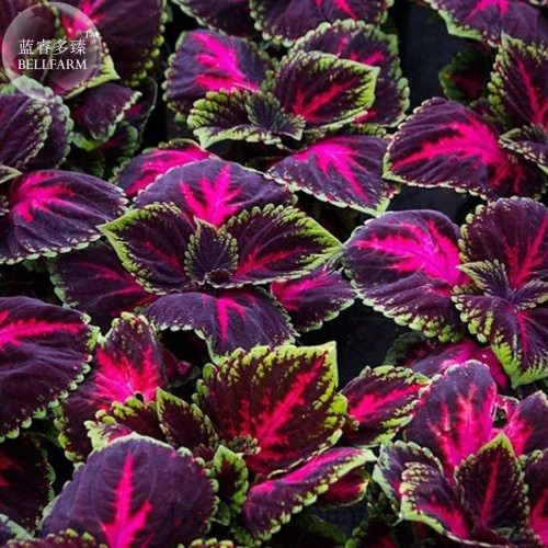 Kong Red Giant Coleus Herbs Seeds, Professional Pack, 20 seeds, garden mosquito repellent plant TS283T
