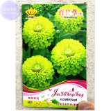 BELLFARM Green Zinnias 'Envy' Seeds, 20 seeds, Original pack, zinnia elegans double and semi-double blooms BD111H