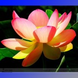 New Golden Red Nelumbo Nucifera Pond Lotus Seeds, Professional Pack, 1 Seed / Pack, 100% True Variety E3167