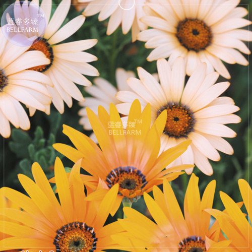 BELLFARM Dimorphotheca sinuata African Dasy Flowers Seeds, 50 seeds, original pack, namaqualand daisy glandular cape marigold
