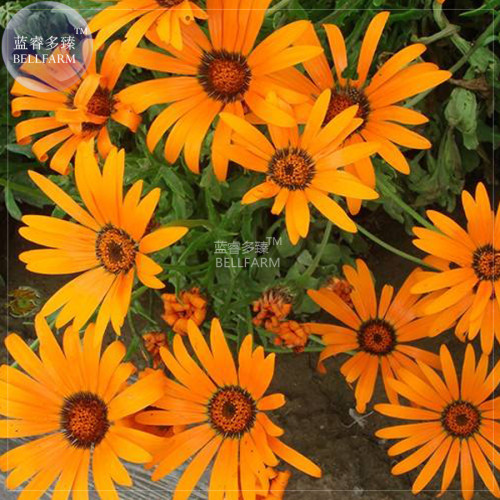 BELLFARM Dimorphotheca sinuata African Dasy Flowers Seeds, 50 seeds, original pack, namaqualand daisy glandular cape marigold