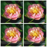 Heirloom Double Pink Nelumbo Nucifera Lotus Flower Seeds, Professional Pack, 1 Seed / Pack, Fragrant Lotus Flower E3125