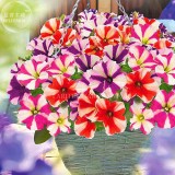 Petunia Compacta Nana F2 Petunia Star Dwarf Mixed Seeds, Professional Pack, 200 Seeds E4023