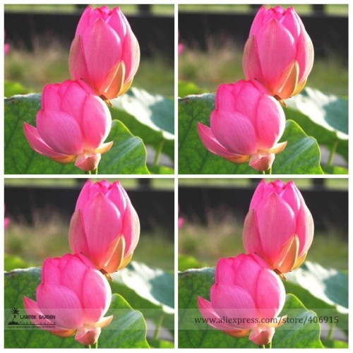 Heirloom Red Double-headed Nelumbo Nucifera Lotus Flower Seeds, Professional Pack, 1 Seed / Pack, Fragrant Pond Flower E3129