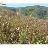 BELLFARM Chinese Hibiscus sabdariffa Roselle Herbal Bonsai, Professional Pack, 20PCS / Pack