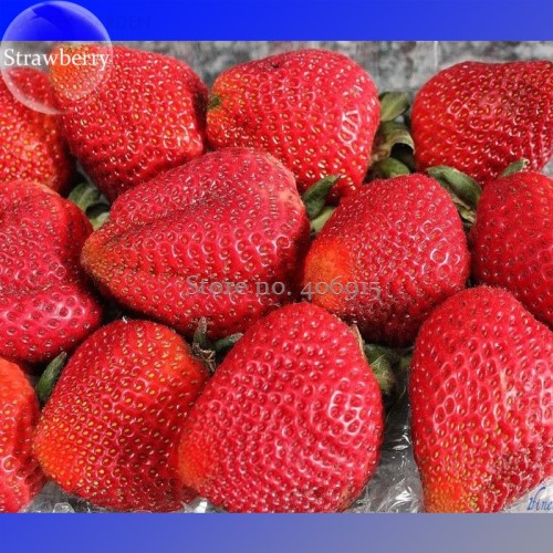 Rare Fragaria Ananassa Huge Strawberry Fruits, 100 Seeds, heirloom organic fruits E3562