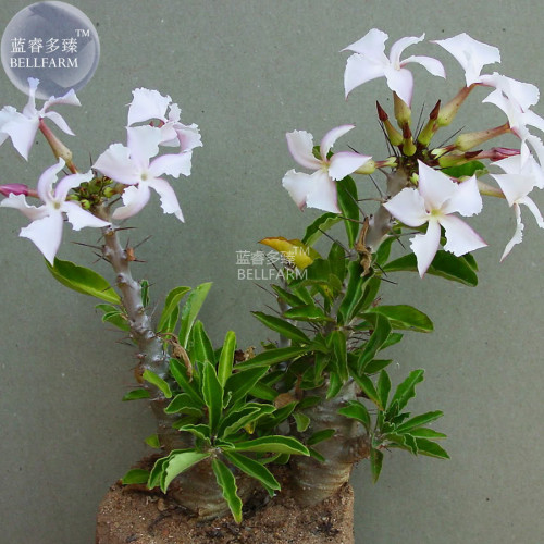 BELLFARM Pachypodium saundersii Bonsai Seed, only one seed, apocynaceae imported garden small tree seed BD135H