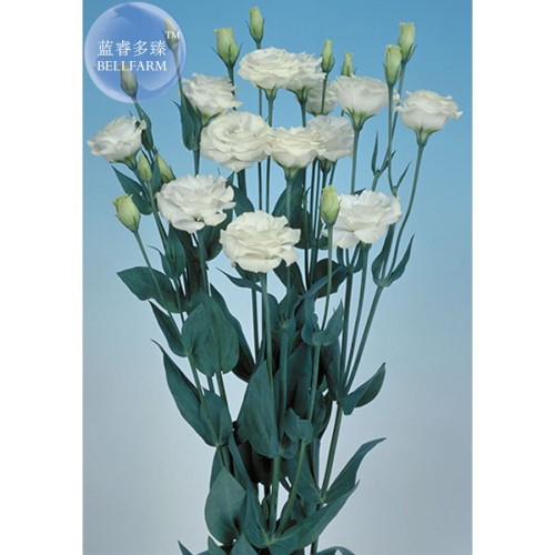 100% Genuine Eustoma Grandiflorum Flowers, Professional Pack, 10 seeds, bonsai mixed perennial flower seeds E4044