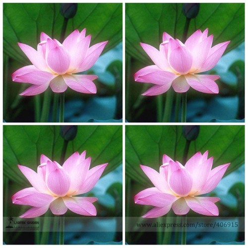 Heirloom Light Pink Fragrant Nelumbo Nucifera Lotus Flower Seeds, Professional Pack, 1 Seed / Pack, Attracting Bees E3130