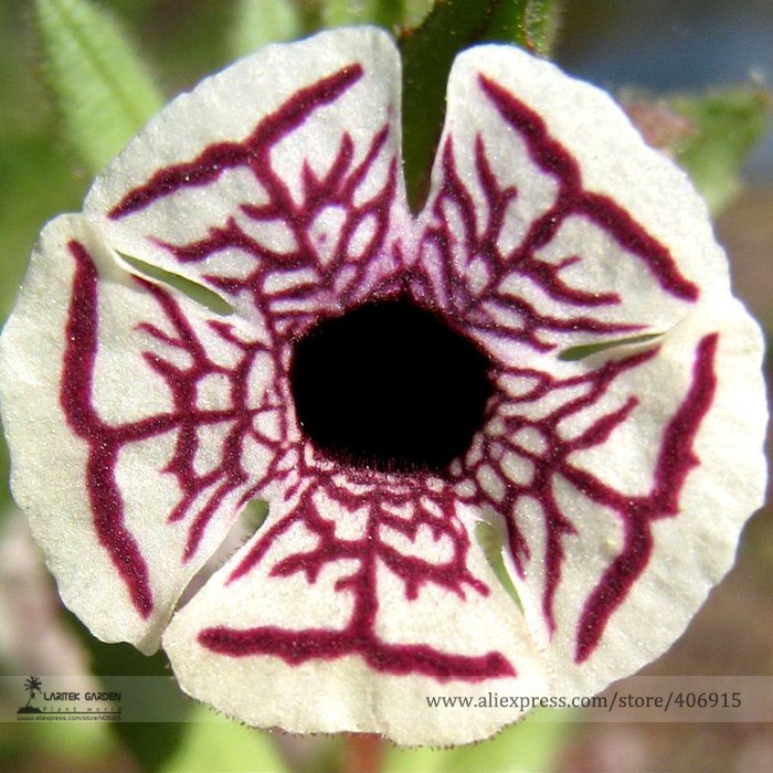 US$ 0.65 - Rare Calico Monkey Flower Mimulus Pictus Seeds