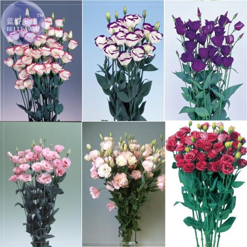 100% Genuine Eustoma Grandiflorum Flowers, Professional Pack, 10 seeds, bonsai mixed perennial flower seeds E4044
