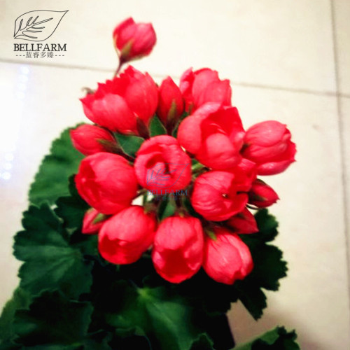 BELLFARM Geranium Dark Red Dense Flowers Bonsai Seeds, 10pcs/pack, heirloom pelargonium hortorum petals won't open for garden