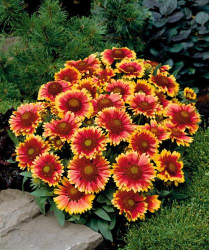 BELLFARM Indian Blanket Perennial Dwarf Gaillardia Flower Seeds, 30 seeds, original, big blooms single red petals yellow edge