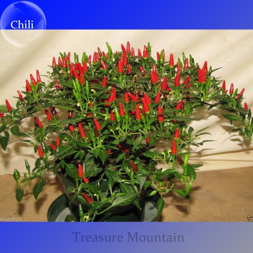 Heirloom Thai Sun Hot Pepper Capsicum annuum Ornamental Chili Seeds, Professional Pack, 100 Seeds, Mini Hot Pepper Seeds TS176