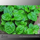 Heirloom Green Malabar Spinach Vegetable Seeds, Professional  Pack, 50 Seeds / Pack, Organic Vegetables E3391