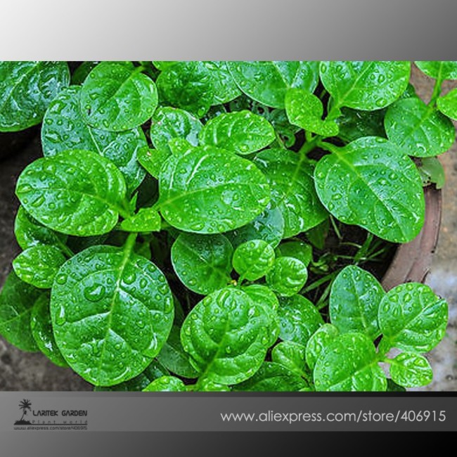 Heirloom Green Malabar Spinach Vegetable Seeds, Professional  Pack, 50 Seeds / Pack, Organic Vegetables E3391