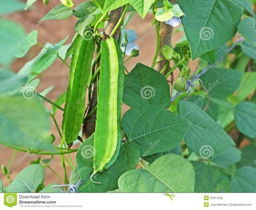 Winged Bean Seeds, Original Pack, 3 seeds / pack, Chinese Asparagus Pea Vegetables #C122
