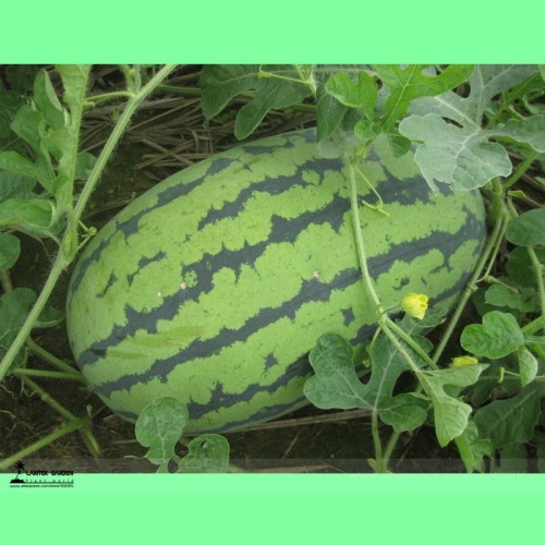 Green Skin Long Sweet Red Watermelon 'Wu Gu' Organic Seeds, 1 Professional Pack, 20 Seeds / Pack, Juicy 14% Sugar Melon Fruit