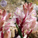 BELLFARM Lachenalia patula Imported Seeds, 5 Seeds, Professional Pack, whitish pink perennial flowers BD093H
