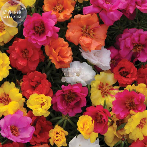 BELLFARM Portulaca Grandiflora Mixed Colorful Moss Rose Flower Seeds, 200 seeds, double petals hardy plants