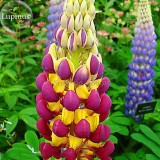 Heirloom Wild Lupine Flowers Mixed Pink White Yellow Red Purple Dark Red colors, 20 Seeds, very easy to grow E3703
