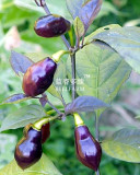 BELLFARM Chilli Cabaca Roxa Edible Ornamental Plant Seeds, 15 seeds, professional pack, extraordinary pretty rare pepper BD258H